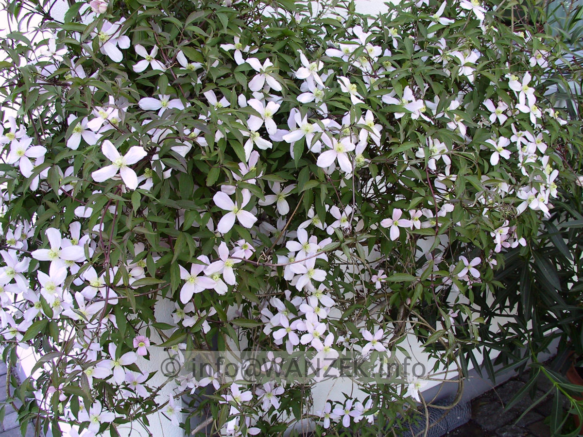 Clematis montana Rubens.JPG